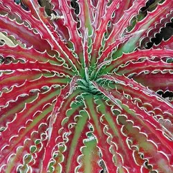 بذر ساکولنت هچیتا قرمز