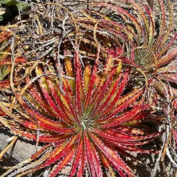 بذر ساکولنت هچیتا قرمز