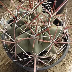بذر کاکتوس مامیلاریا آلبیلاناتا