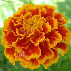 بذر جعفری مینیاتوری زرد و قرمز