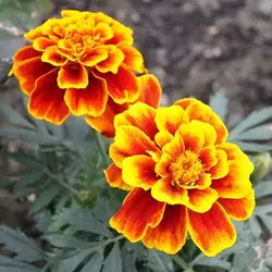 بذر جعفری مینیاتوری زرد و قرمز