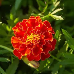 بذر جعفری مینیاتوری زرد و قرمز