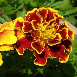 بذر جعفری مینیاتوری زرد و قرمز