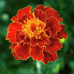 بذر جعفری مینیاتوری قرمز کبود