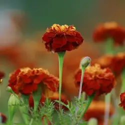 بذر جعفری مینیاتوری قرمز کبود