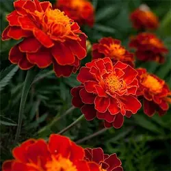 بذر جعفری مینیاتوری قرمز کبود