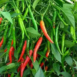 بذر فلفل هیبرید تند مینا کشی