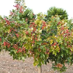 بذر پسته اکبری