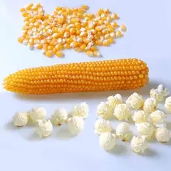 بذر ذرت زرد پاپ کورنی