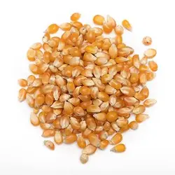 بذر ذرت زرد پاپ کورنی