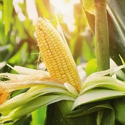 بذر ذرت زرد پاپ کورنی