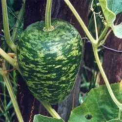 بذر کدو تنبل چارلیستون ببری