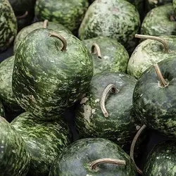 بذر کدو تنبل چارلیستون ببری