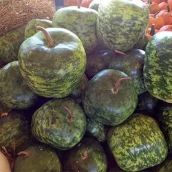 بذر کدو تنبل چارلیستون ببری