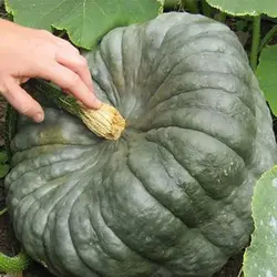 بذر کدو عروسکی سنگی سبز