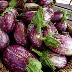بذر بادمجان مینیاتوری بنفش تایگر