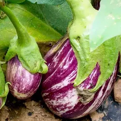 بذر بادمجان مینیاتوری بنفش تایگر