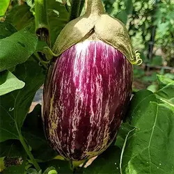 بذر بادمجان مینیاتوری بنفش تایگر