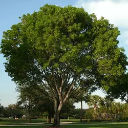 بذر رز وود هندی