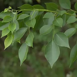 بذر رز وود هندی