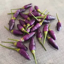 بذر فلفل چیلی سوئیت بنفش