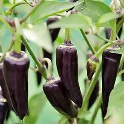 بذر فلفل چیلی سوئیت بنفش