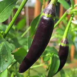 بذر فلفل چیلی سوئیت مشکی