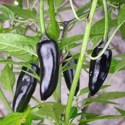 بذر فلفل چیلی سوئیت مشکی