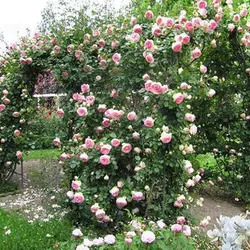 بذر رز رونده میکس