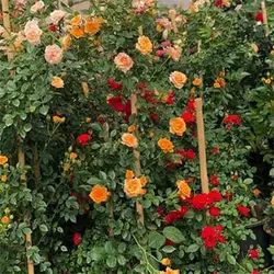 بذر رز رونده میکس