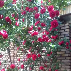 بذر رز رونده میکس