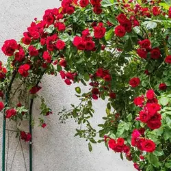 بذر رز رونده میکس