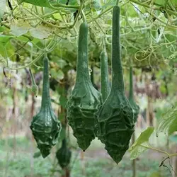 بذر کدو تنبل گرز
