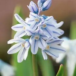بذر گل قرقره راه راه