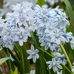 بذر گل قرقره راه راه