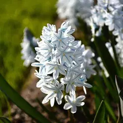 بذر گل قرقره راه راه