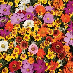 بذر میکس گل های وحشی