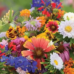 بذر میکس گل های وحشی