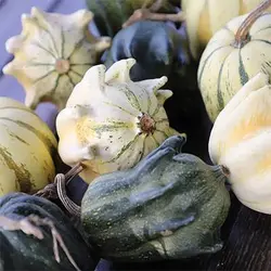 بذر کدو ستاره ای ابلق