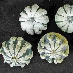 بذر کدو ستاره ای ابلق