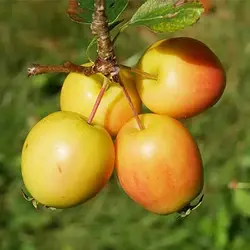 بذر سیب گیلاسی (سیب ایتالیایی)