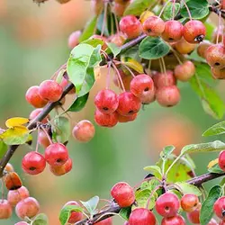 بذر سیب گیلاسی (سیب ایتالیایی)