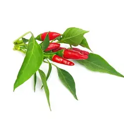 بذر فلفل پیری پیری