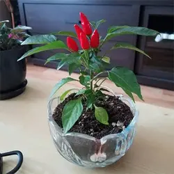 بذر فلفل پیری پیری