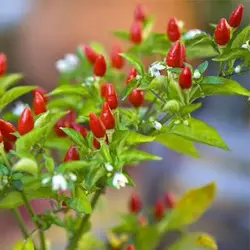 بذر فلفل پیری پیری