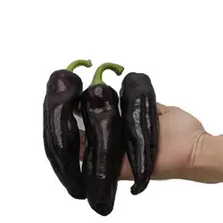 بذر فلفل دلمه ای بنفش ایتالیایی