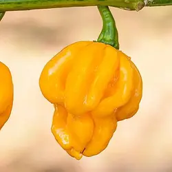 بذر فلفل زرد جاماییکایی بونت بسیار تند