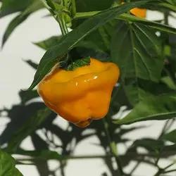 بذر فلفل زرد جاماییکایی بونت بسیار تند