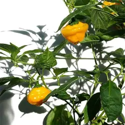 بذر فلفل زرد جاماییکایی بونت بسیار تند