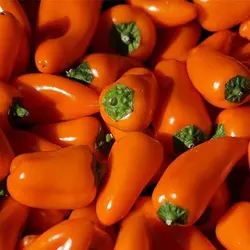 بذر فلفل کاپی مینی نارنجی